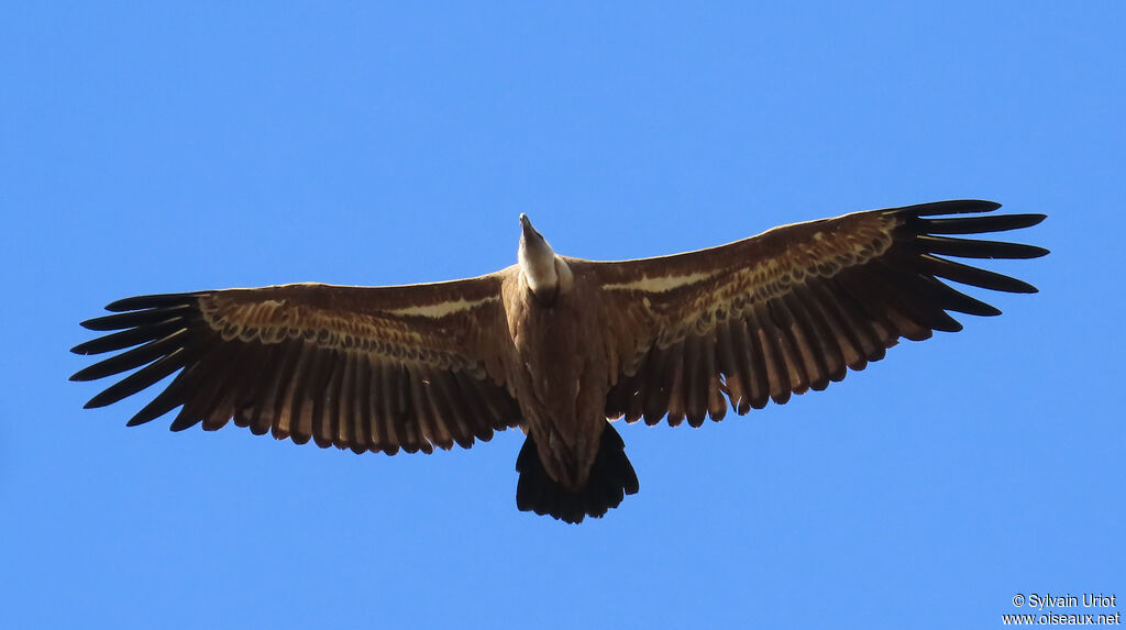 Vautour fauve