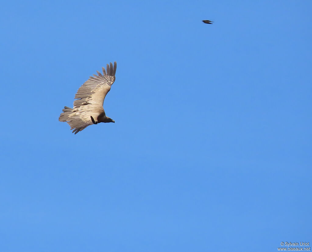 Vautour fauve