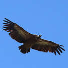 Vautour fauve