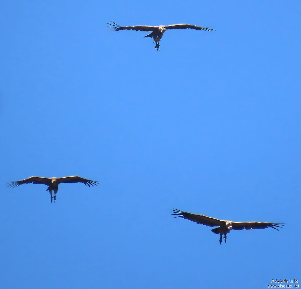 Vautour fauve