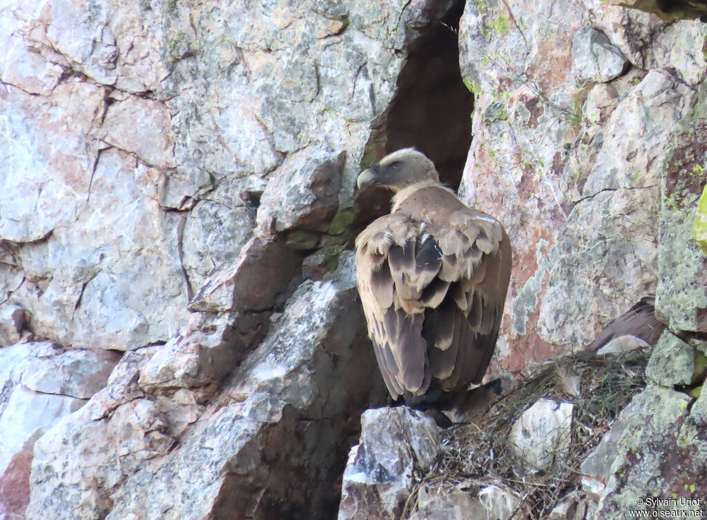 Griffon Vulture