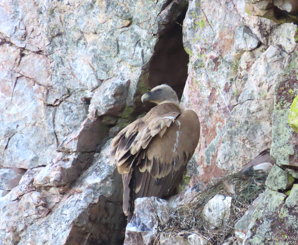 Griffon Vulture