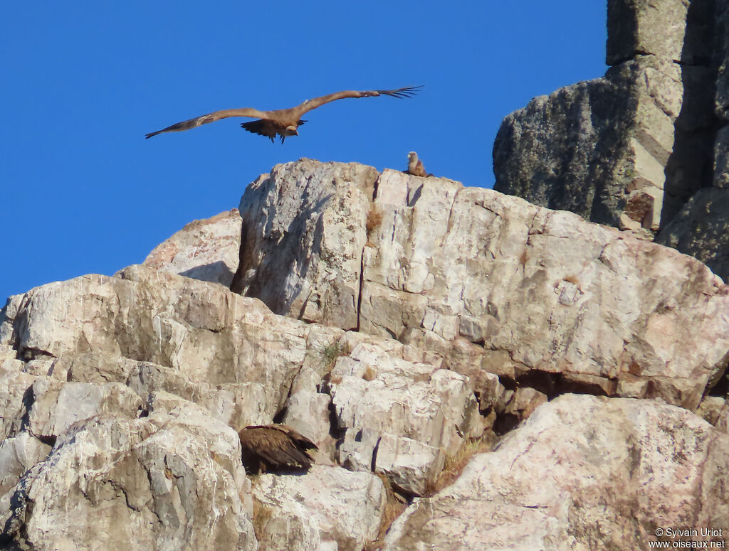Griffon Vulture