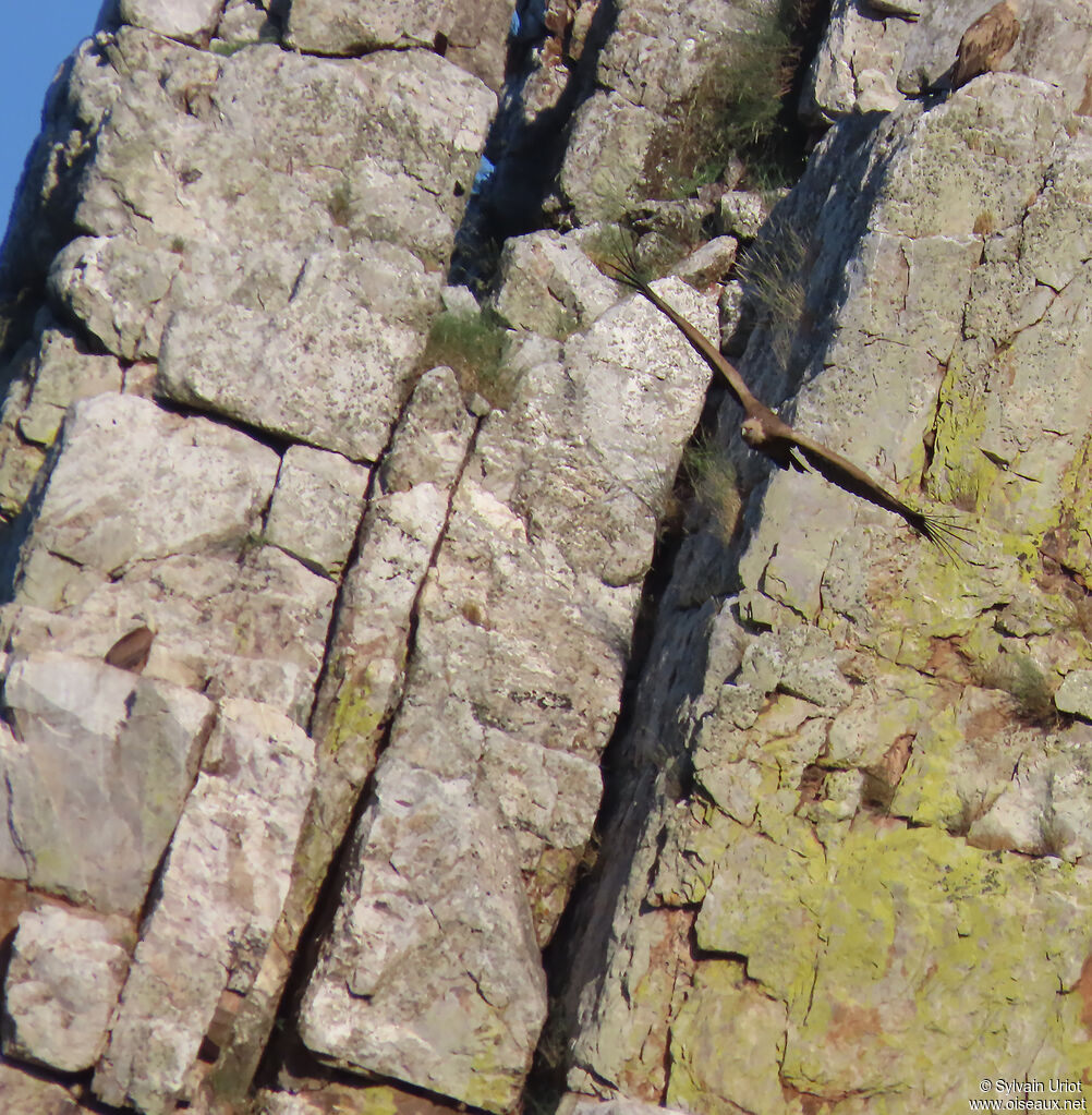 Griffon Vulture