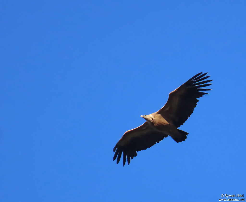 Griffon Vulture