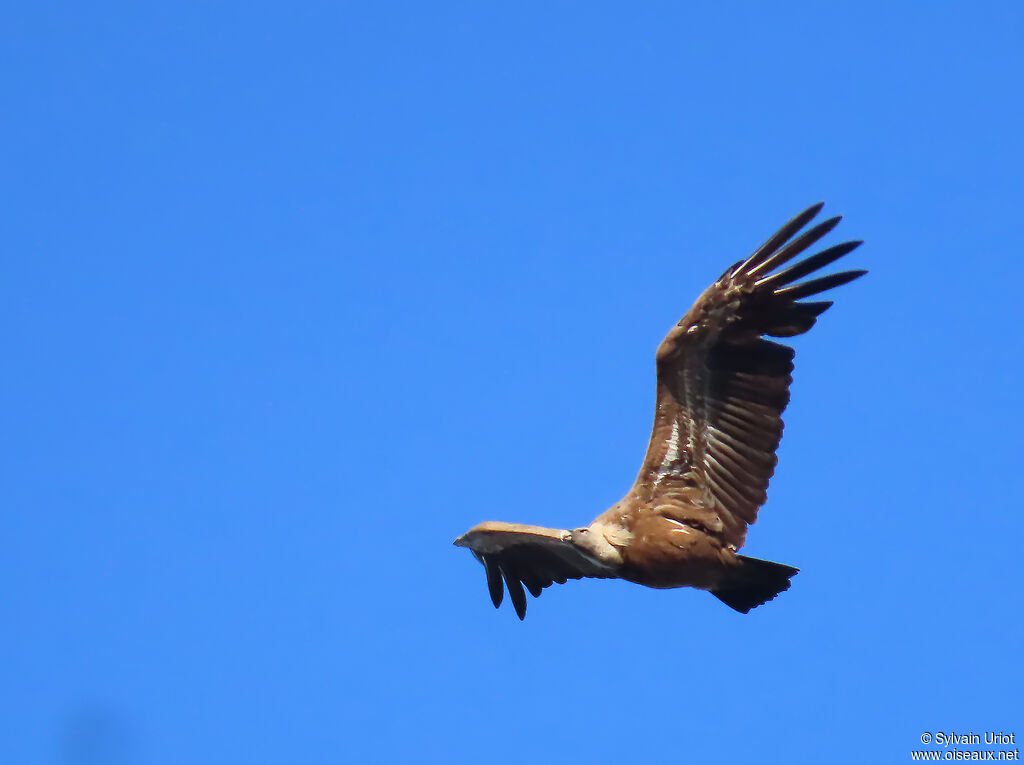 Griffon Vulture