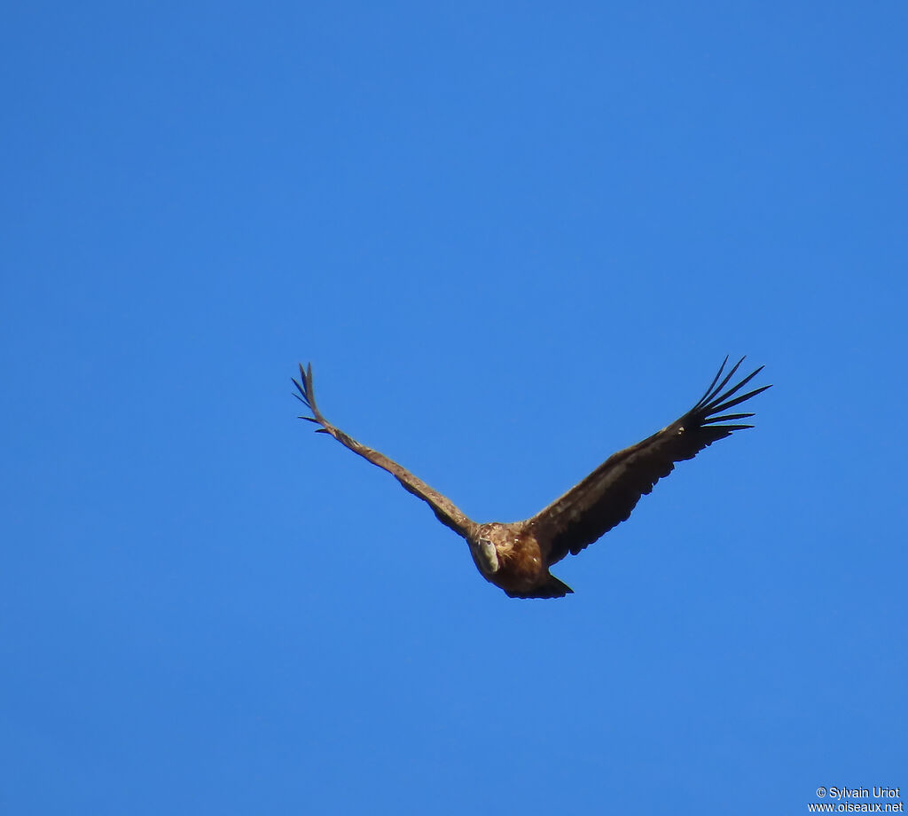 Griffon Vulture