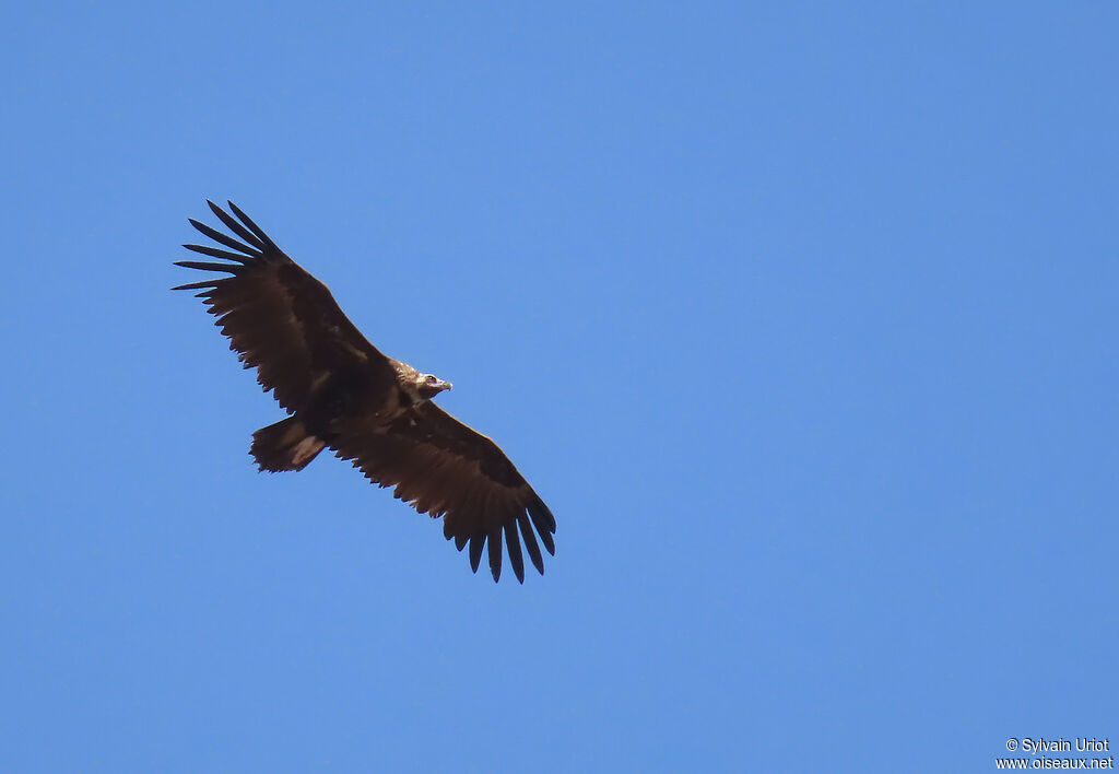 Vautour moine