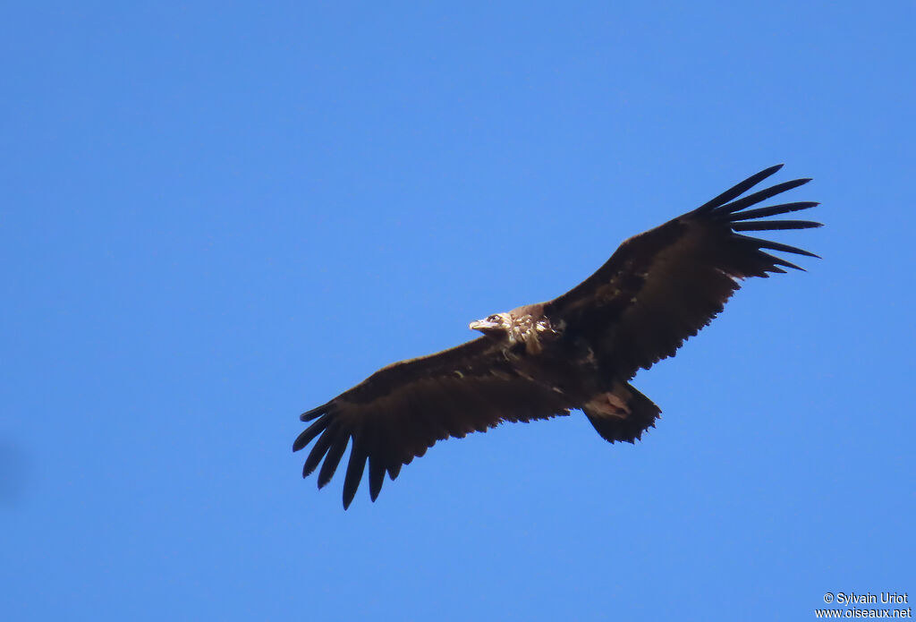 Vautour moine
