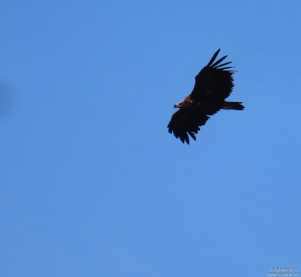 Vautour moine