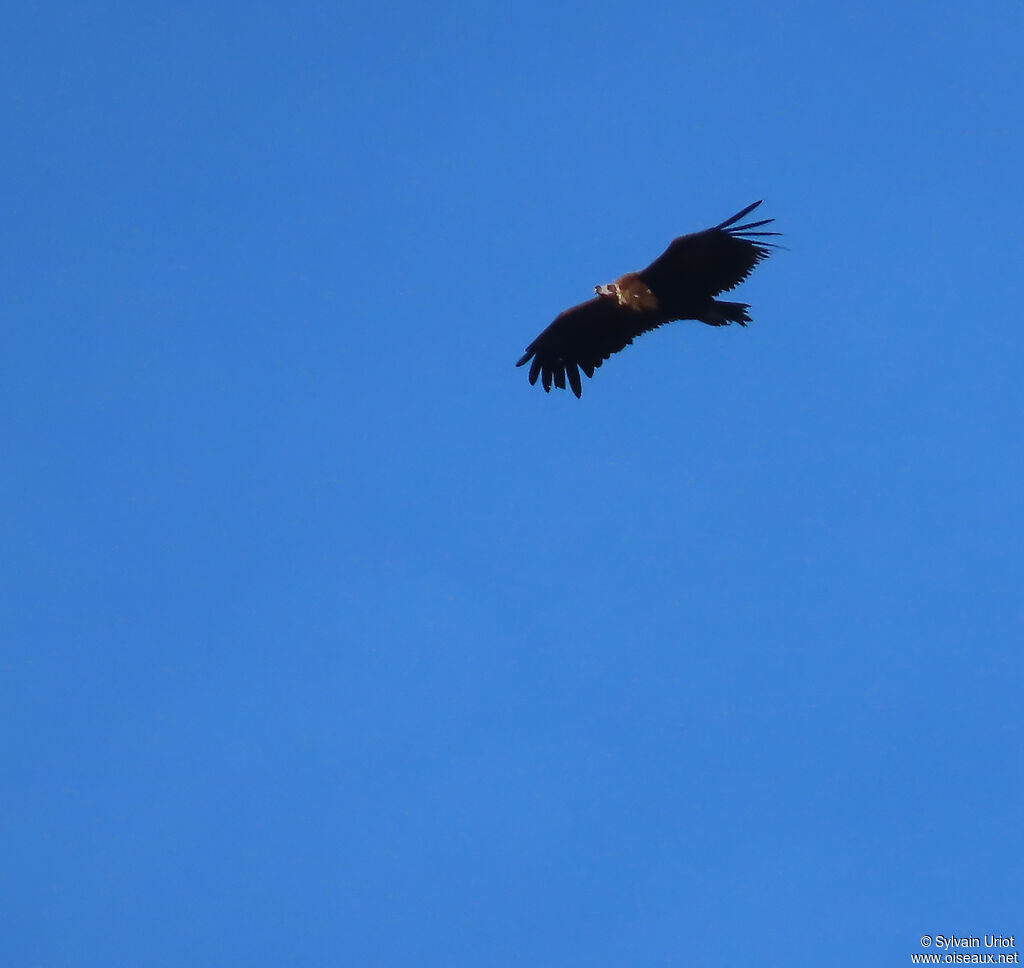Vautour moine