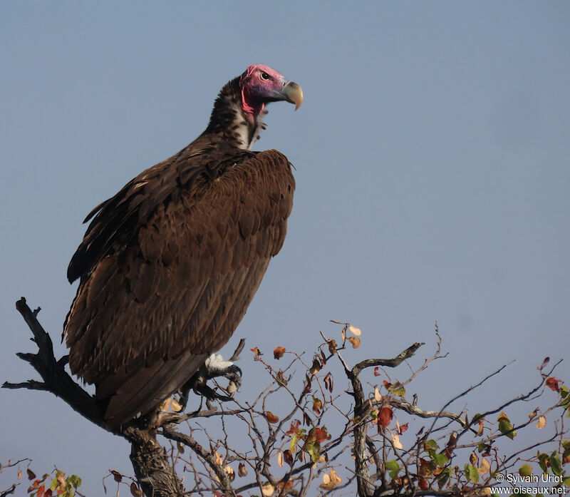 Vautour oricouadulte