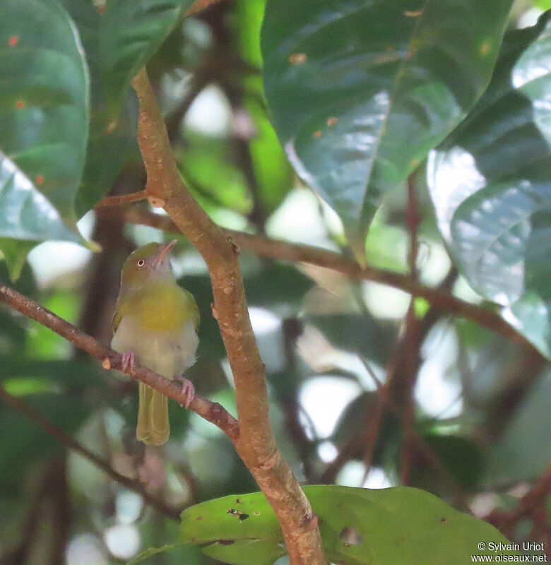 Lemon-chested Greenletadult