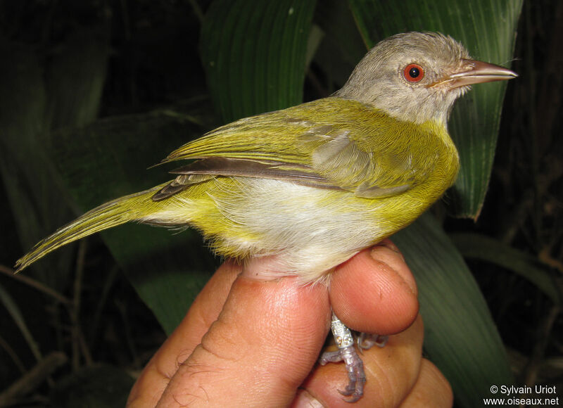 Ashy-headed Greenletadult