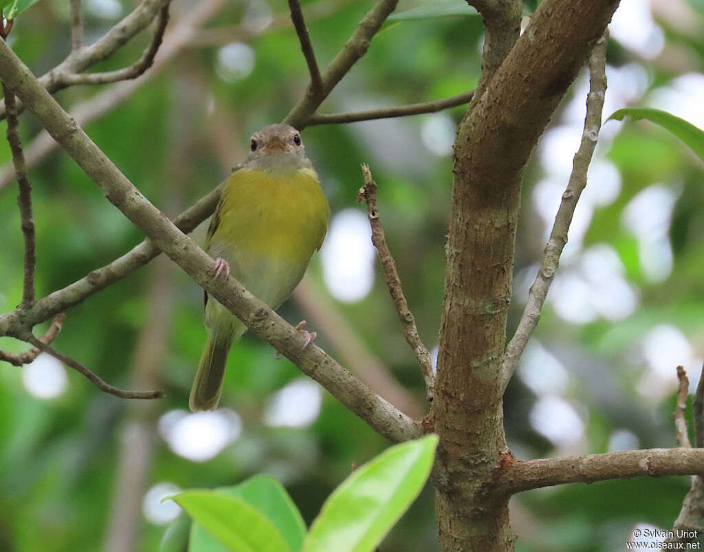 Viréon à tête cendréeadulte