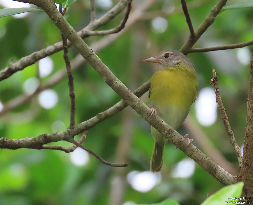 Viréon à tête cendréeadulte