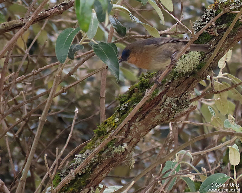 Streaked Dacnis female adult