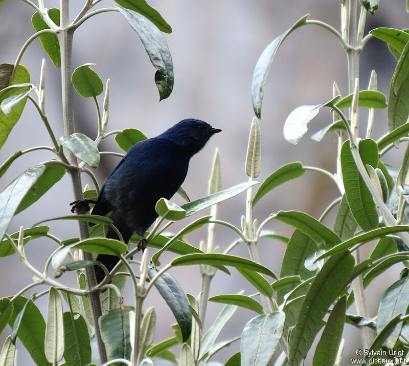 Xénodacnis de Peters mâle adulte