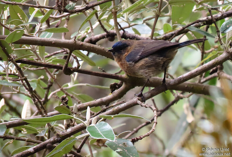 Xénodacnis de Peters femelle adulte