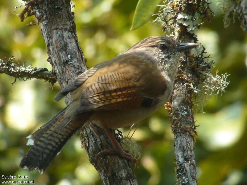 Actinodure du Népaladulte, identification