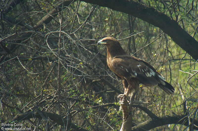 Aigle criard1ère année