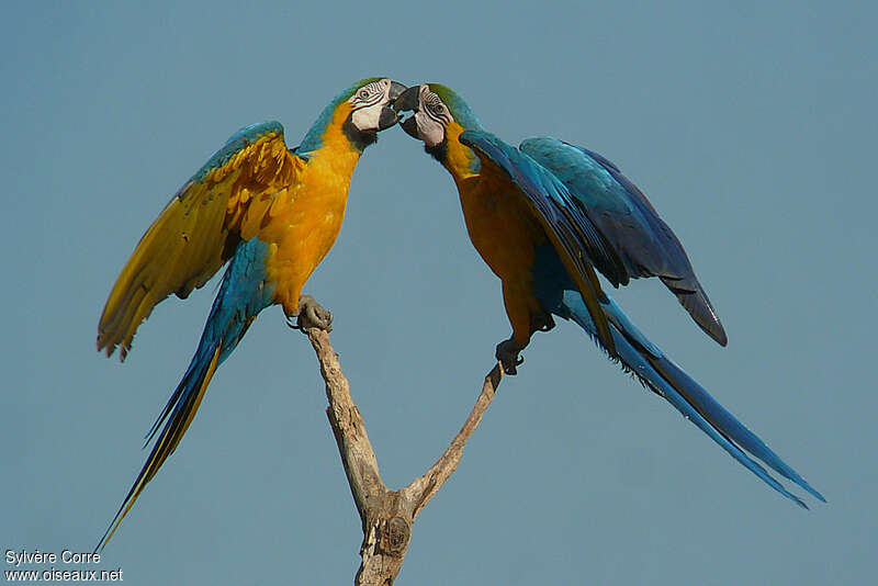 Ara bleuadulte nuptial, identification