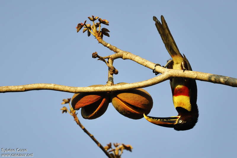 Araçari à oreillons rouxadulte, régime