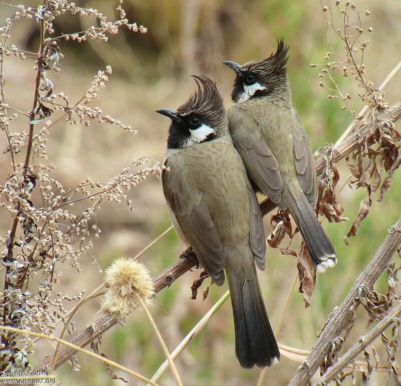 Bulbul à joues blanchesadulte