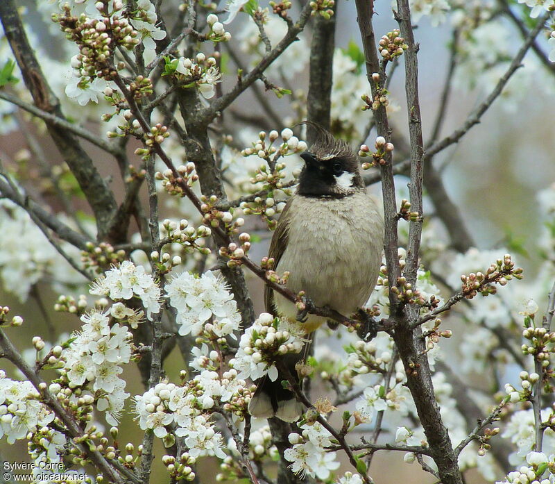 Bulbul à joues blanchesadulte