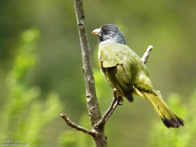 Bulbul à semi-collieradulte, identification