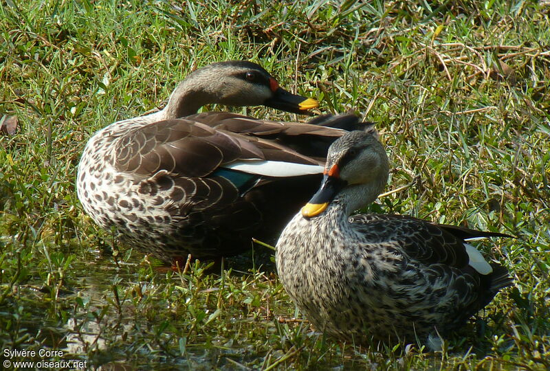 Canard à bec tachetéadulte nuptial