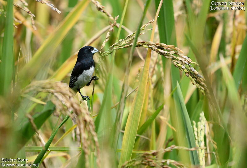 Black-and-white Mannikinadult