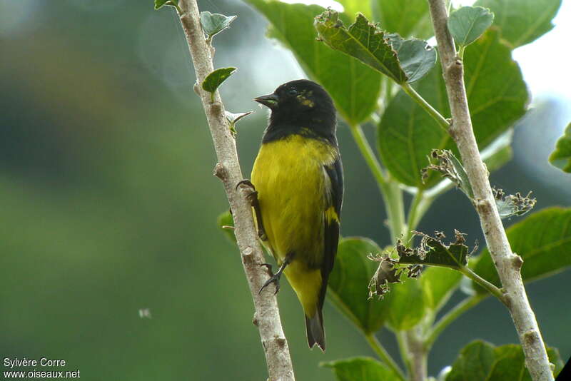 Chardonneret à ventre jaune mâle, identification