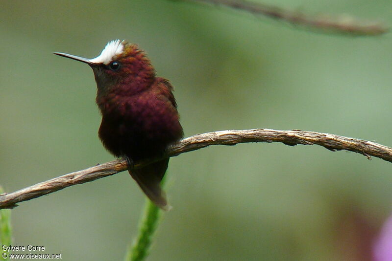 Colibri à coiffe blanche mâle adulte