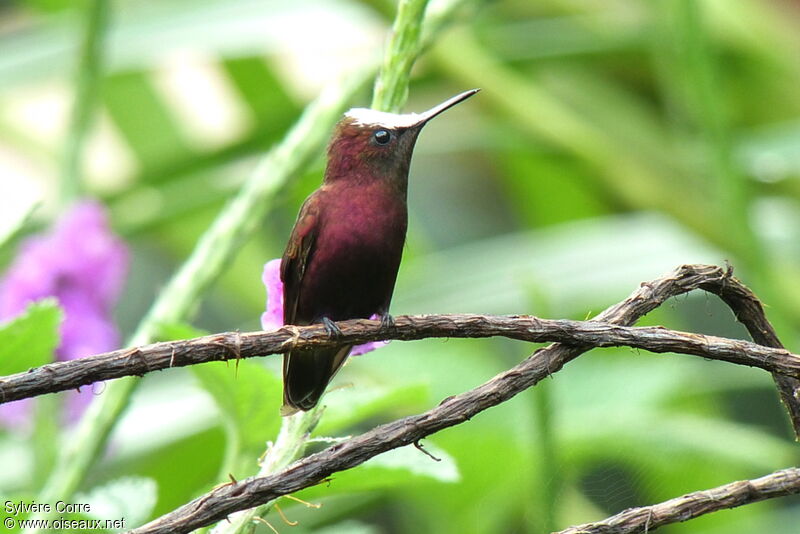 Colibri à coiffe blanche