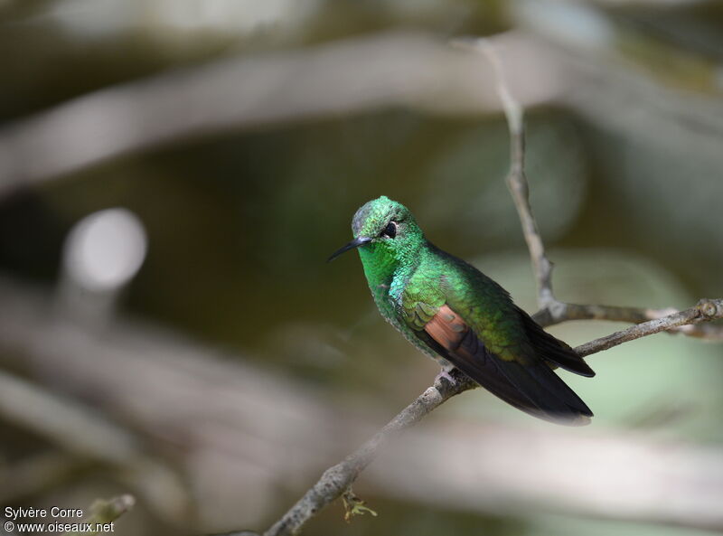 Colibri à épaulettes