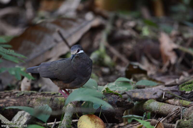 Colombe de Veraguaadulte, identification