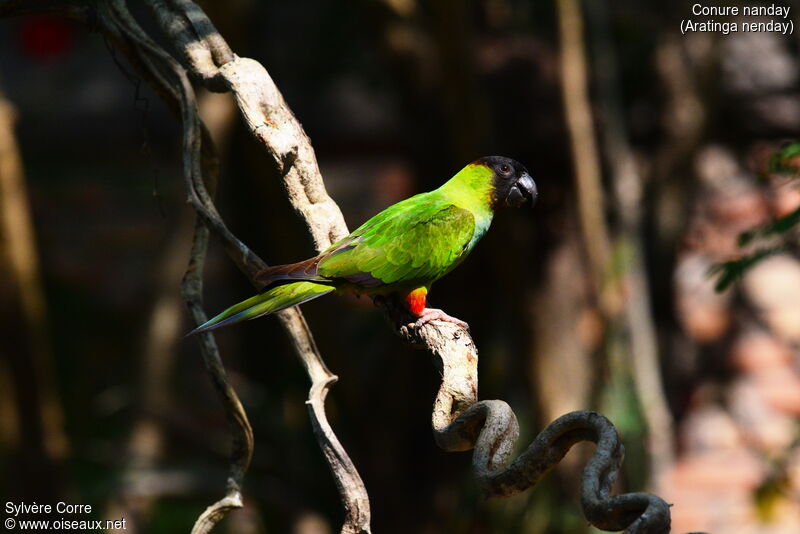 Conure nandayadulte