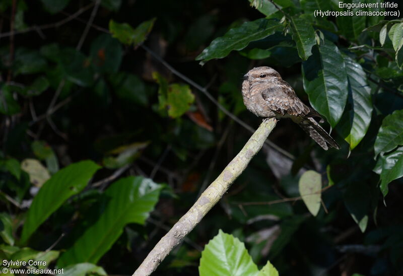 Ladder-tailed Nightjaradult