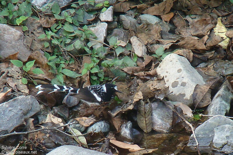 Énicure tachetéadulte, identification