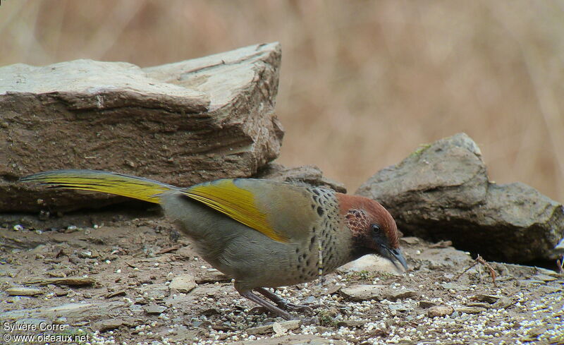 Chestnut-crowned Laughingthrushadult breeding, identification, eats