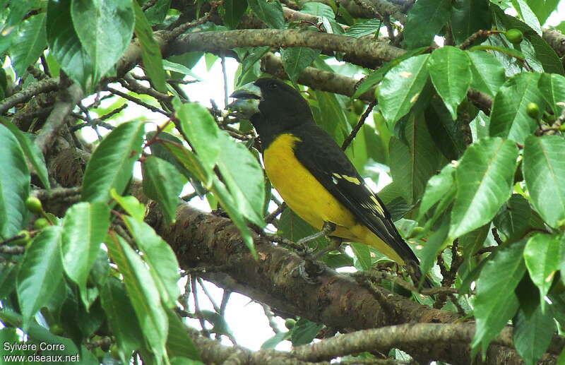 Spot-winged Grosbeak male adult, identification