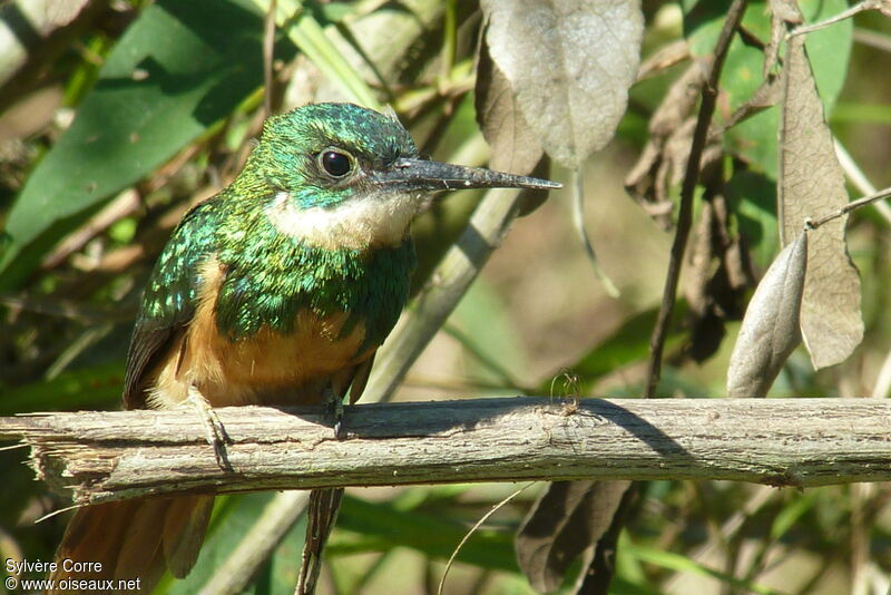 Rufous-tailed Jacamar male adult