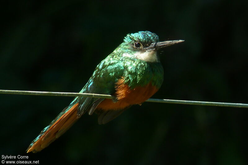 Jacamar à queue rousse mâle adulte