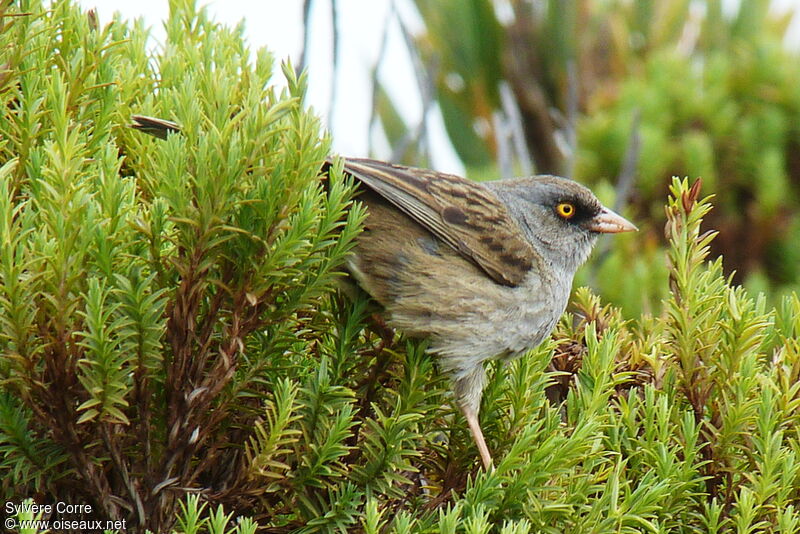 Junco des volcansadulte