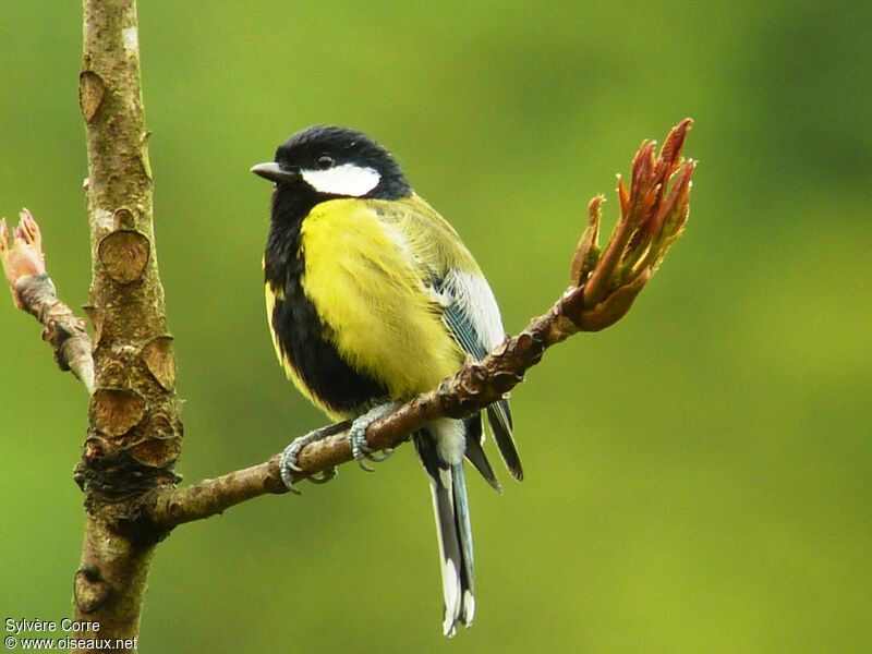 Mésange montagnarde mâle adulte