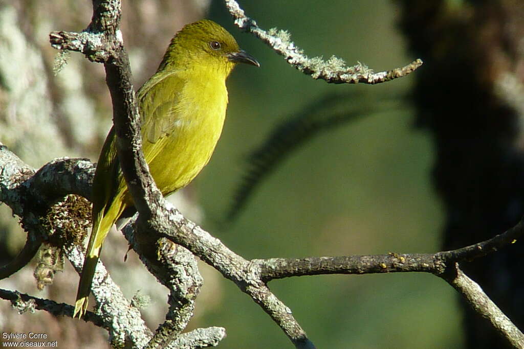 Olive-green Tanager