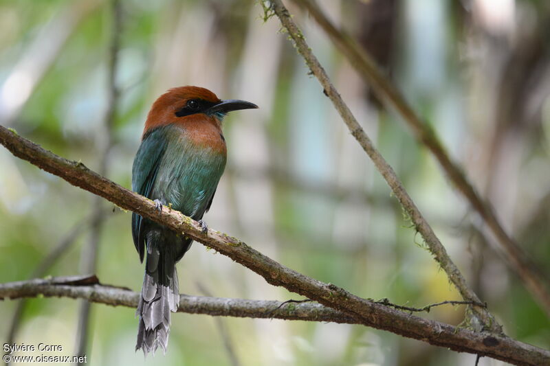 Motmot à bec largeadulte