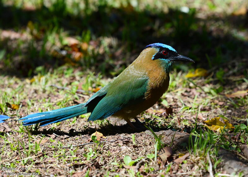 Amazonian Motmotadult