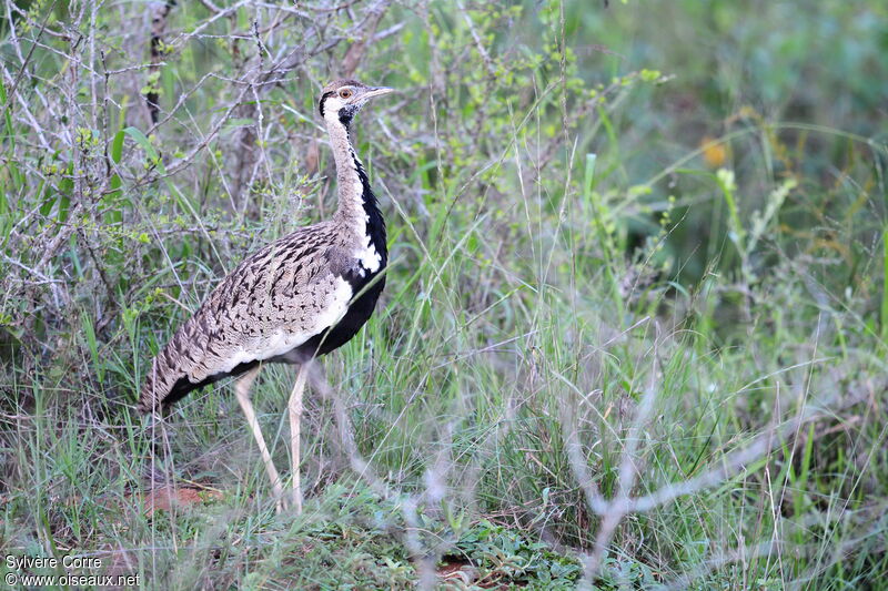 Black-bellied Bustard male adult